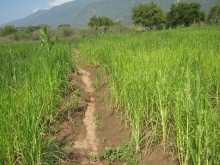 irrigated millet fields, Marakwet