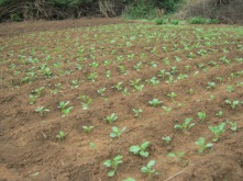 vegetable cultivation, Marakwet